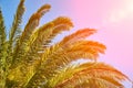 Sun shines through the palm tree branches Royalty Free Stock Photo