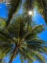 The sun shines through palm tree leaves Royalty Free Stock Photo