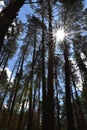 The sun shines through a pine forest against a blue sky