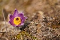 Sun shines on purple greater pasque flower - Pulsatilla grandis - in dry grass, detailed macro photo