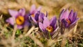 Sun shines on purple greater pasque flowers - Pulsatilla grandis - growing in dry grass, close up detail