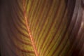 The sun shines the red canna leaf Royalty Free Stock Photo