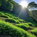 The sun shines on a restored, reclaimed hill covered with vegetation. Concept - healing the Earth