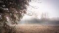 The sun shines through a row of trees onto a meadow shrouded in mist on an autumn morning Royalty Free Stock Photo