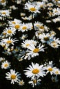 the sun shines on several white daisies in the middle of a field