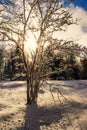 Sun Shines Through A Snow Covered Tree Royalty Free Stock Photo