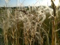Sun shines through Stipa needlegrass Royalty Free Stock Photo