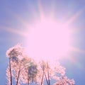 The sun shines through the tall grass like trees. Reeds against the blue sky. Winter sun on a sunny day