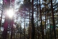 The sun shines through the tall pines in the forest