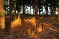 The sun shines on termite mound in the jungle surrounded by green trees Royalty Free Stock Photo