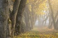 Sun shines through thick fog and trees in early morning. Forest Royalty Free Stock Photo