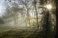 Sun shines through thick fog and trees in early morning. Forest Royalty Free Stock Photo