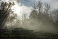 Sun shines through thick fog and trees in early morning. Forest Royalty Free Stock Photo