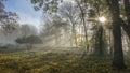 Sun shines through thick fog and trees in early morning. Forest Royalty Free Stock Photo