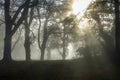 Sun shines through thick fog and trees in early morning. Forest Royalty Free Stock Photo