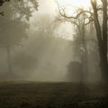 Sun shines through thick fog and trees in early morning. Forest Royalty Free Stock Photo