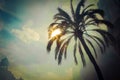 Sun shines throgh palm leafs Royalty Free Stock Photo