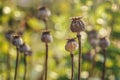 Sun shines to small dry poppy heads growing in garden, closeup detail Royalty Free Stock Photo