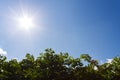 sun shines with tree and blue sky Royalty Free Stock Photo