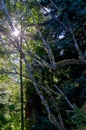 Sun shines through the tree branches lighting the moss on the alder trees on the Brookes Peninsula