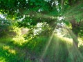 Sun Shines Through Tree at Sunrise in the Forest Lighting Up Green Leaves Grass and Plants