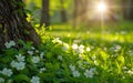 Sun Shines Through Trees and Grass Royalty Free Stock Photo