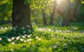 Sun Shines Through Trees and Grass Royalty Free Stock Photo