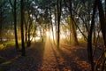 Morningsun in Dutch forest