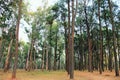 The sun shines through the trees in the pine forest