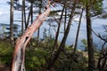 Sun shines on twisted trunk of Arbutus tree in dappled light of forest of East Sooke Park, Straits of Juan de Fuca in the