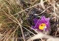 Sun shines on vibrant purple and yellow greater pasque flower - Pulsatilla grandis - growing in dry grass