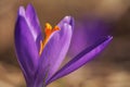 Sun shines on wild purple and yellow iris Crocus heuffelianus discolor flower, closeup macro detail