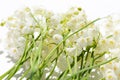 The sun shines through the window. lilies of the valley on the window. spring flowers. Royalty Free Stock Photo