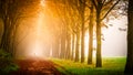 Sun shining along tree lined road in countryside Royalty Free Stock Photo