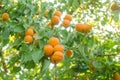 Apricot tree branch with ripe fruits Royalty Free Stock Photo