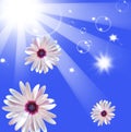 Sun shining beams Royalty Free Stock Photo