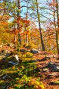 Sun shining on a beautiful colorful forest. Trees have amazing autumn colors. Fall foliage, stones on the forest way Royalty Free Stock Photo