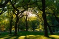 The Sun Shining through Beautiful Green Trees with a Grass at Central Park in New York City Royalty Free Stock Photo