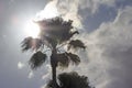 Sun shining behind a palm tree Royalty Free Stock Photo