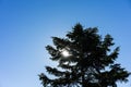 Sun shining through big tree with blue sky Royalty Free Stock Photo