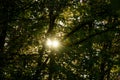 Sun shining through a big tree with green leaves Royalty Free Stock Photo