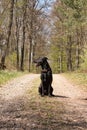 Sun shining on black dog sitting on walking path in palatinate Forest