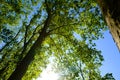 Sun shining on a blue sky over green leaves on a tall Platanus tree