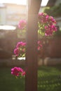 Sun shining on bougainvillea