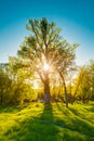 Sun Shining Through Branch And Foliage Of Lonely Oak Tree At Spring Royalty Free Stock Photo