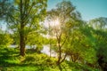 Sun Shining Through Branch And Foliage Of Oak Tree At Spring Season. Deciduous Forest Summer Nature In Sunny Day Royalty Free Stock Photo