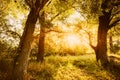 Sun Shining Through Branch And Foliage Of Tree. Deciduous Forest Summer Nature In Sunny Day. Sunset Or Sunrise Time Royalty Free Stock Photo