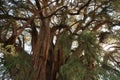 Sun shining through the branches of the giant Tree of Tule, El Arbol del Tule, Oaxaca, Mexico