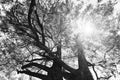 Sun shining through branches Royalty Free Stock Photo