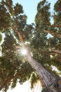 Sun shining through the branches of a tree on a clear blue sky background. Low angle nature landscape of an old tree Royalty Free Stock Photo